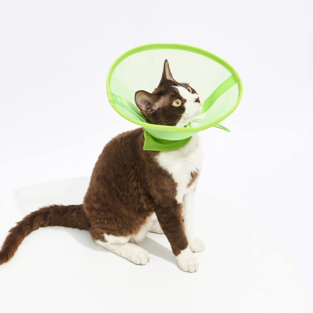 Pet recovery cone hotsell