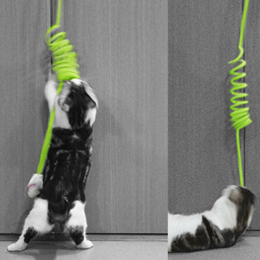 Green cat spring toy in action, attached to a door handle, with a cat engaged in playful jumping.