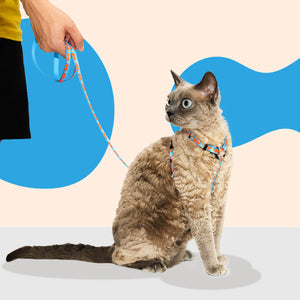 Close-up of a cat wearing a colorful pet harness and leash set.