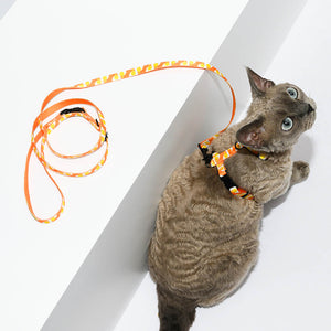 Overhead view of a cat with an orange harness and leash.