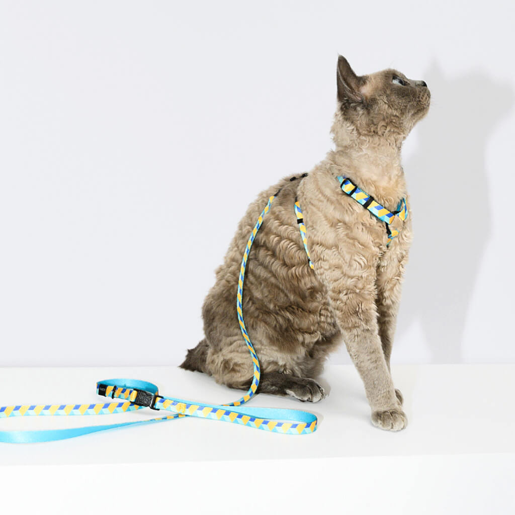 Cat sitting with a blue and yellow pet harness and leash.