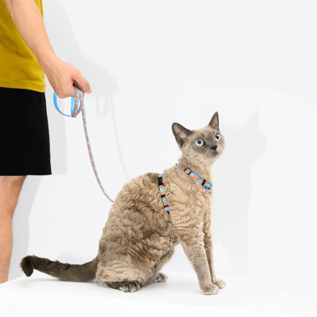 Pet owner walking a cat with a colorful harness and leash.