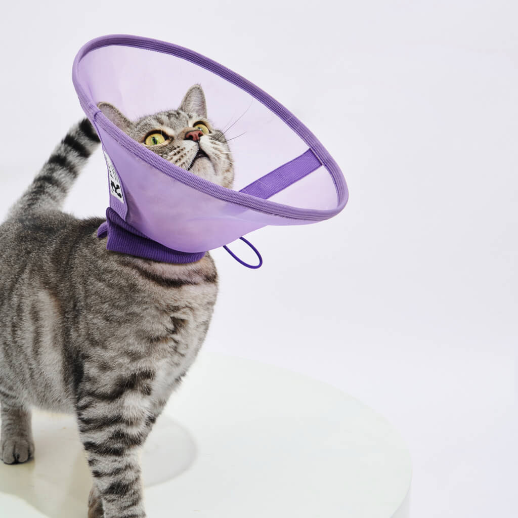 Cat wearing a Reversible & Breathable Mesh Pet Recovery Collar in Purple for comfort and protection.