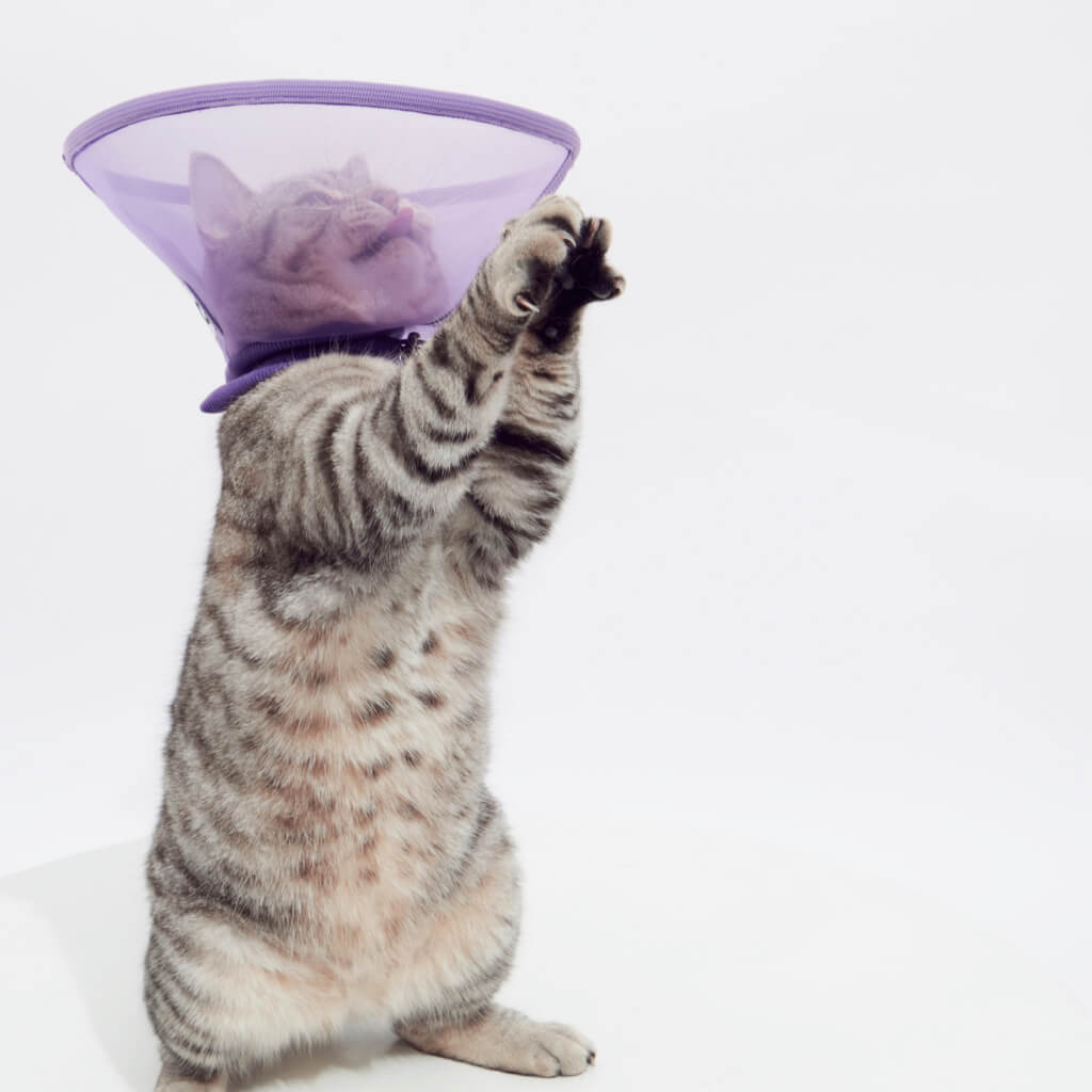 Cat playing freely while wearing the Purple Reversible Mesh Elizabeth Cone during recovery.