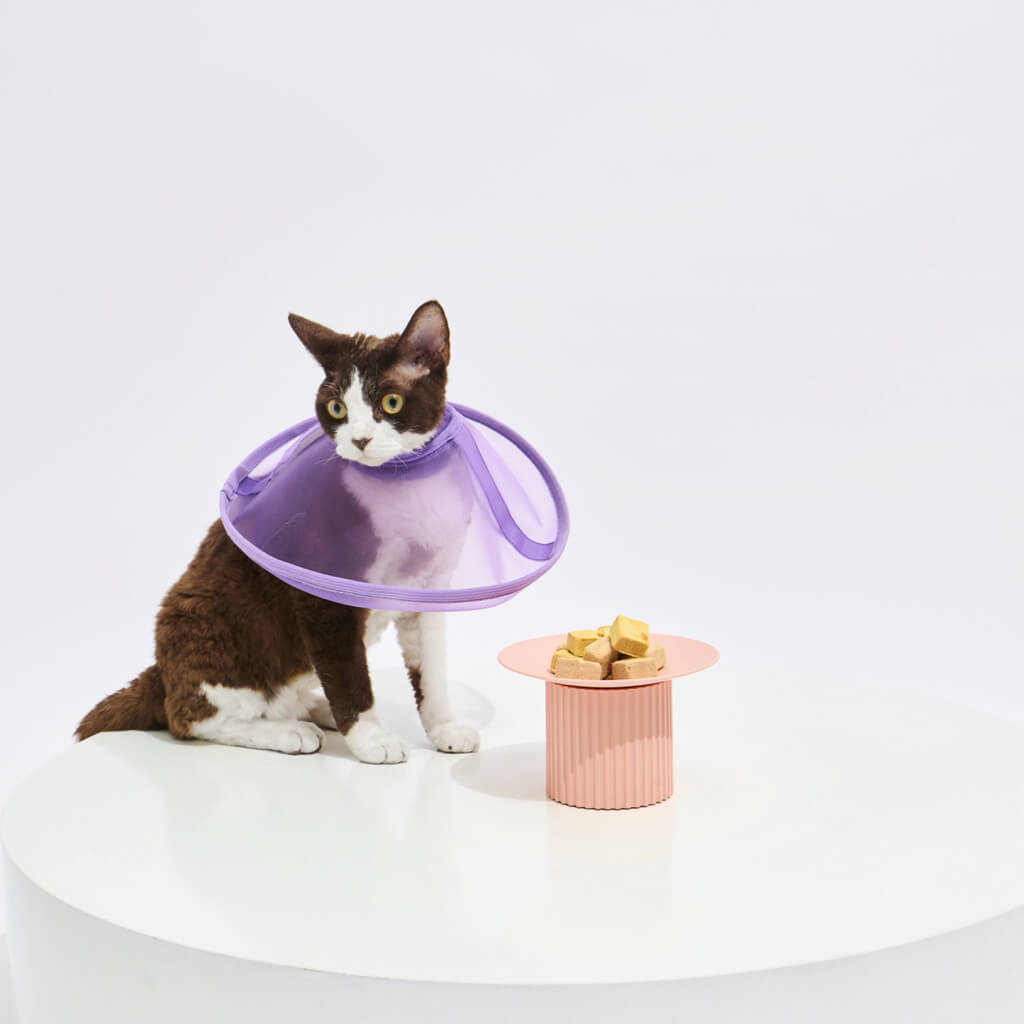 Cat sitting next to a food bowl while wearing a Purple Reversible Mesh Pet Recovery Collar, allowing unrestricted eating.