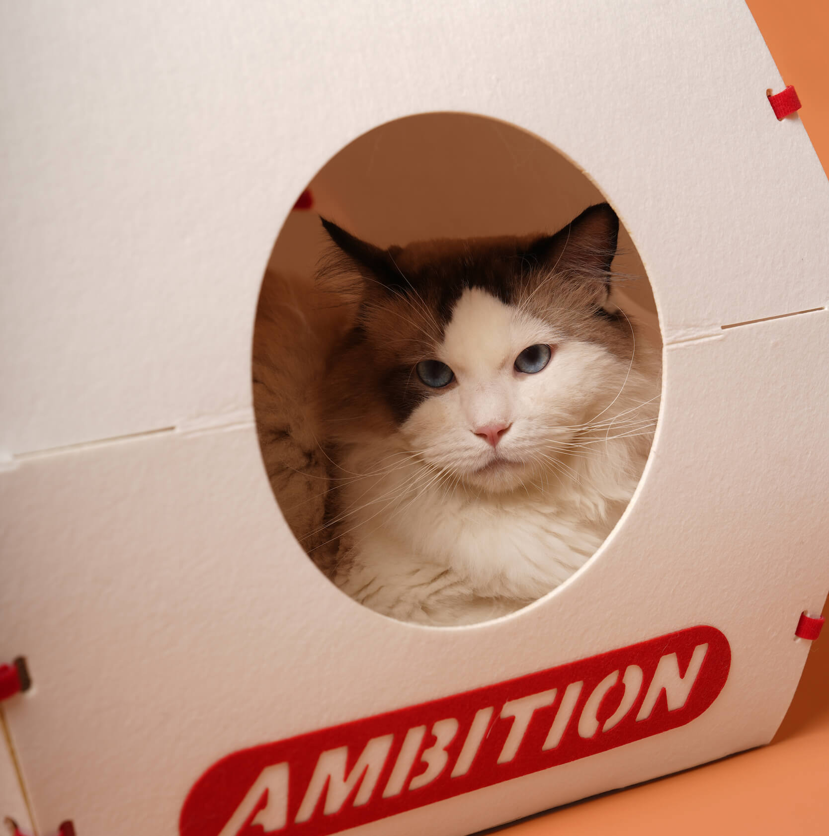 Close-up of the cat relaxing inside the circular window of the Nugget Box Cat Hideaway, featuring the word 'Ambition' printed on the front.