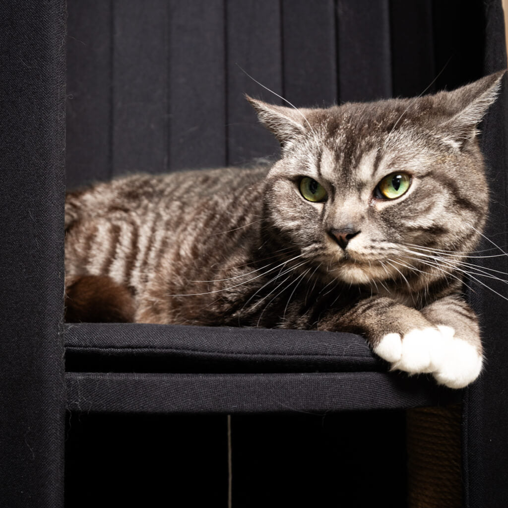 Close-up of a gray tabby cat resting on the black Time Travel Cat Tower perch.