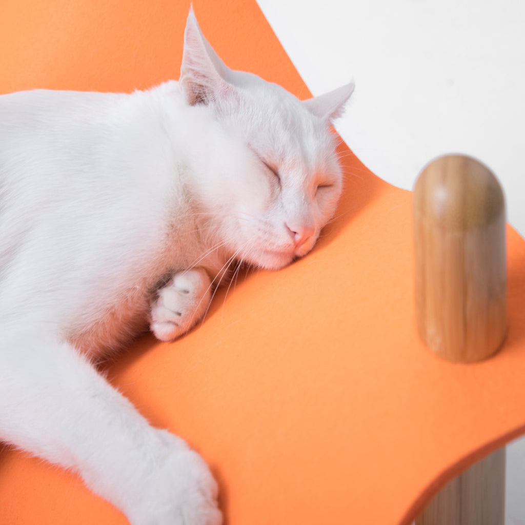 cat resting on an orange felt replacement for the Smelling Felt Cat Bed.