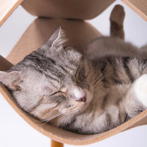 cat relaxing in the beige felt layer of the Smelling Felt Cat Bed, showing the bamboo structure.