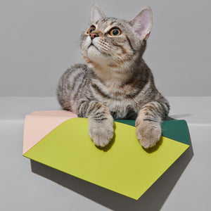 Cat lounging on the Chroma Party Pet Dining Mat - #Power Green.